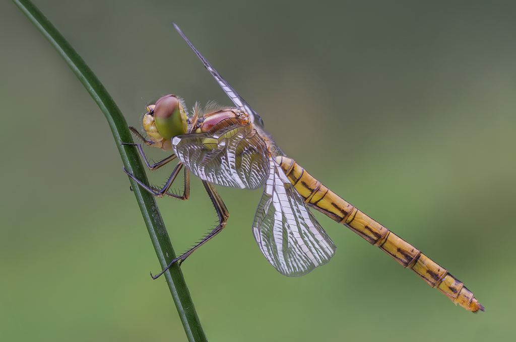 Sympetrum striolatum? o Sympetrum fonscolombii ?